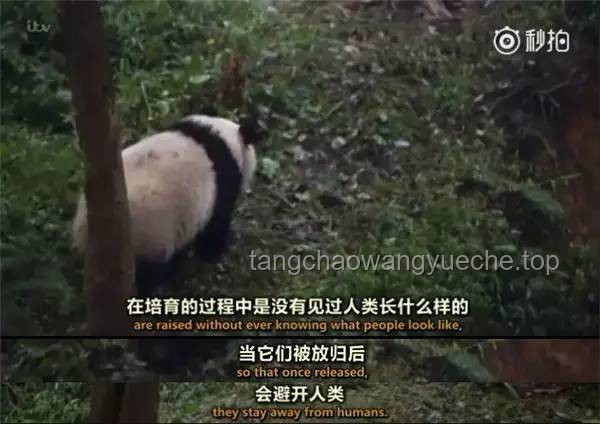 龍獸醫單干：踏上治愈之路，與兒子說拜拜后的全新篇章