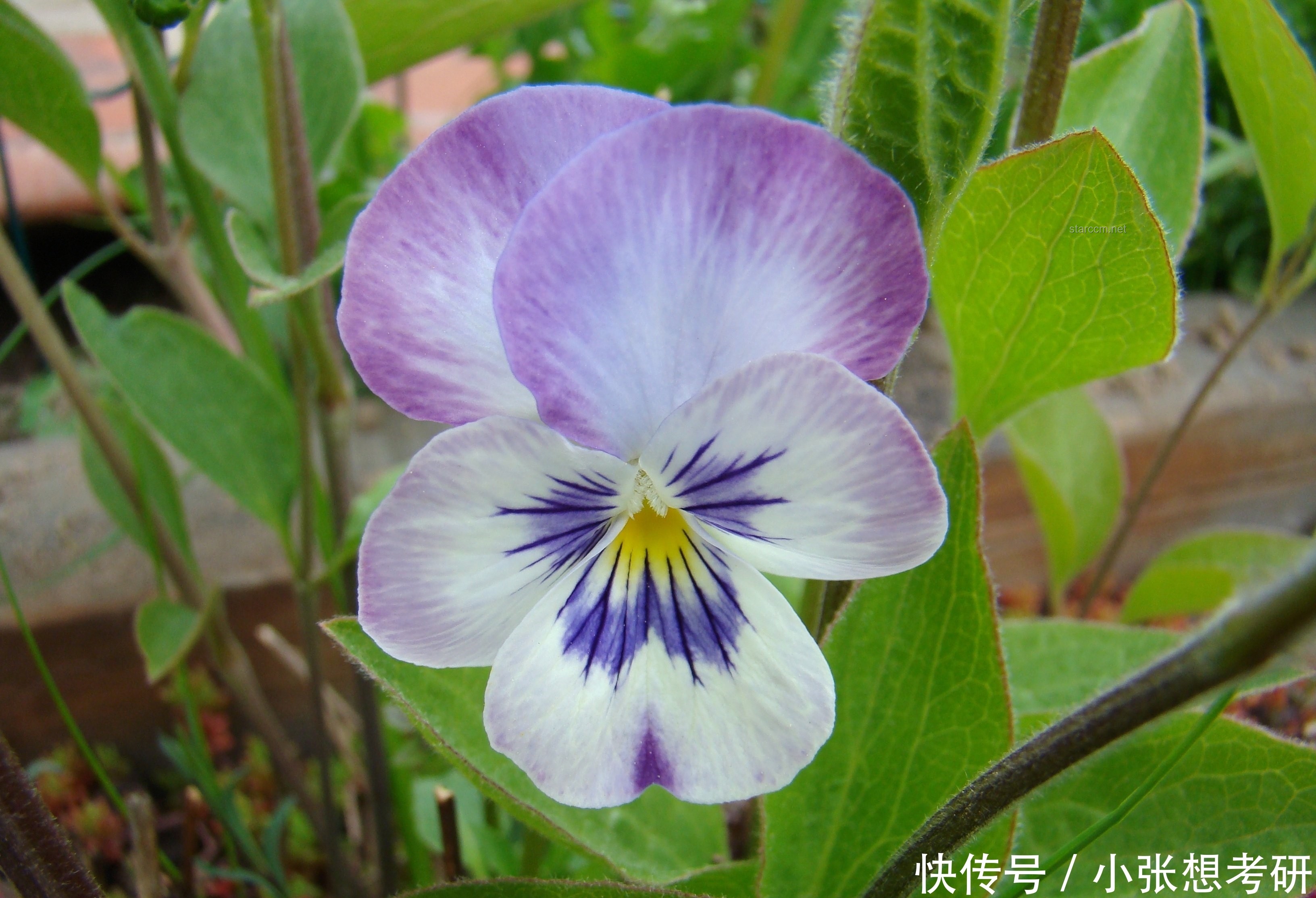 單身如何優(yōu)雅地談情說愛：實用指南