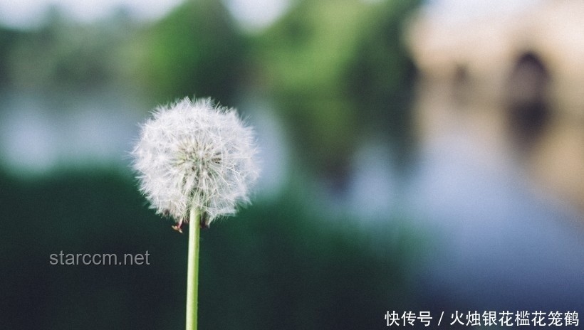 單身如何優(yōu)雅地談情說愛：實用指南