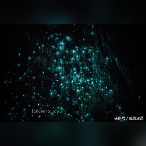 12萬的螢火蟲，它貴嗎？探索一場夢幻光影之旅的真相