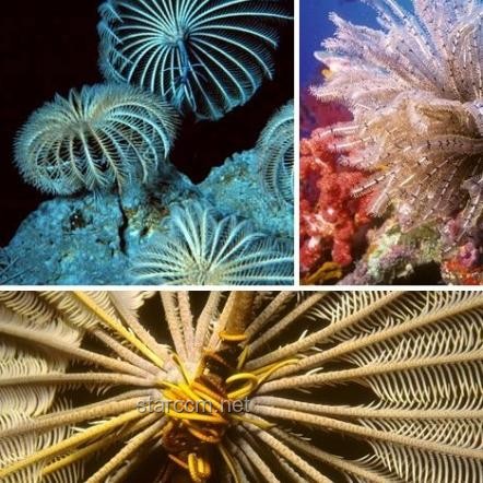 海百合：一朵自由的奇葩，未來海洋生態(tài)與生物科技的新星?
