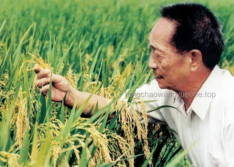 【袁隆平逝世四周年】在飯桌上，在稻田里，袁隆平精神引領農業科技創新新篇章