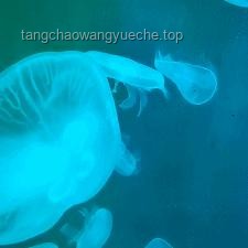 趕海體驗(yàn)對比：現(xiàn)抓現(xiàn)吃VS偶遇可愛小水母