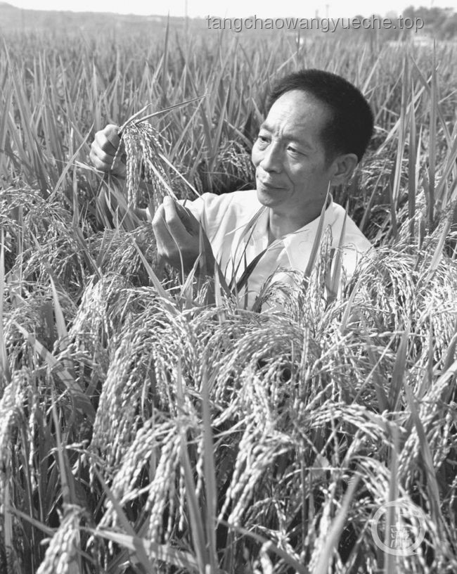 “禾下乘涼夢”的傳承與實踐：緬懷與致敬袁隆平爺爺