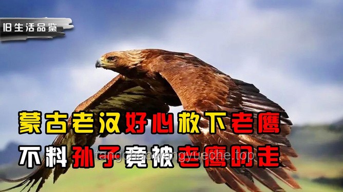 蒙古老漢與老鷹奇緣：人與自然和諧共生新趨勢？