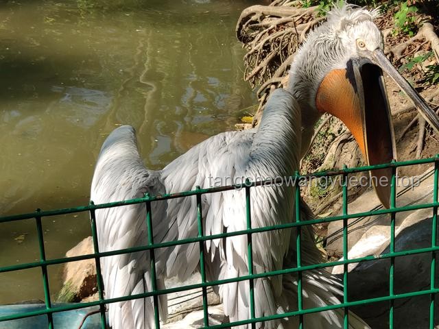 動(dòng)物園灰鶴遭遇七虎搶食事件解析