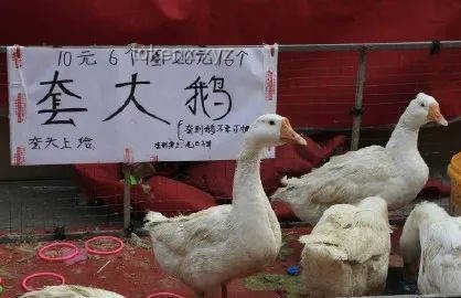 動物園管理應急響應指南：高效處理灰鶴被搶食事件