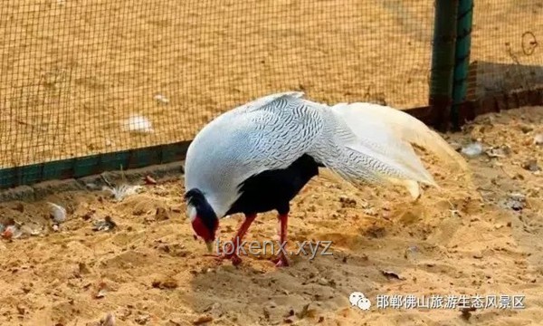 動物園管理應急響應指南：高效處理灰鶴被搶食事件