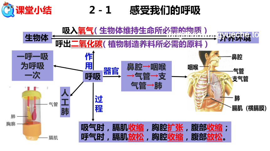 【畢導式解答】如何用科學方式理解并糾正對呼吸方式的誤解？