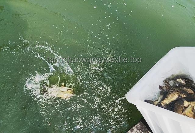 ??從洞穴探險到創新啟示：追鯰魚的勇氣與救援的反思??