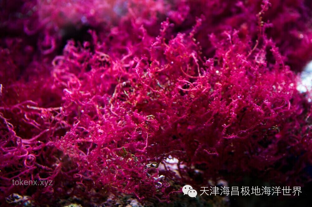 海百合：一朵自由綻放的海洋奇葩，探索未來趨勢