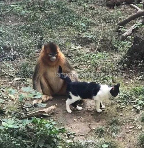 **《第一集：老貓猴子進村！——傳統與新興鄉村元素融合的對比分析》**