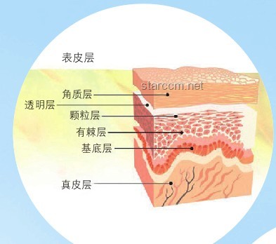 “感覺人中癢癢的”：神經(jīng)生理學(xué)與皮膚敏感性的深度剖析