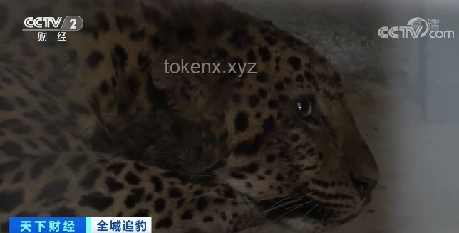外逃4年后，杭州那只豹子怎樣了？金錢豹,杭州野生動物世界,逃逸事件,野外生存,搜捕行動