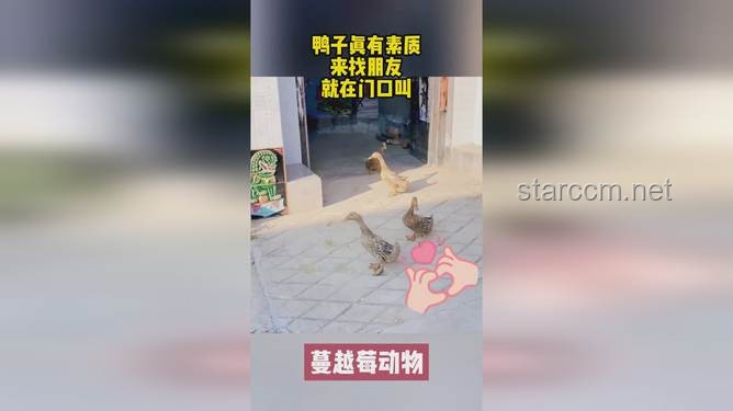 **??浮漂盛宴！喜歡看鴨子吃浮漂的朋友，這個虛擬之旅讓你一次看過癮！**