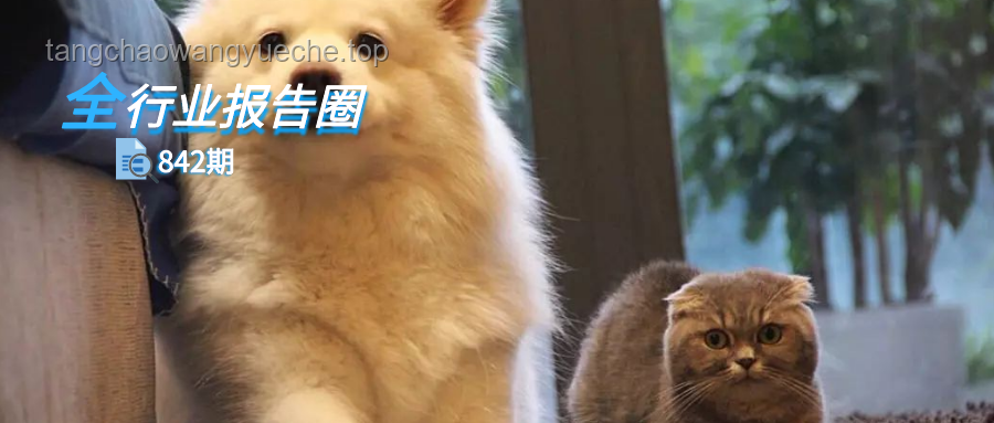 蘆丁雞寵物行業洞察：小眾寵物的新寵兒