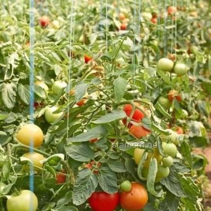 燈誘技術在昆蟲學研究中的應用與影響深度解析