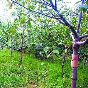 燈誘技術在昆蟲學研究中的應用與影響深度解析