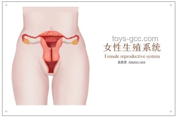 七成婦科感染源于衛(wèi)生巾？——深入解析衛(wèi)生巾與婦科健康的關(guān)系