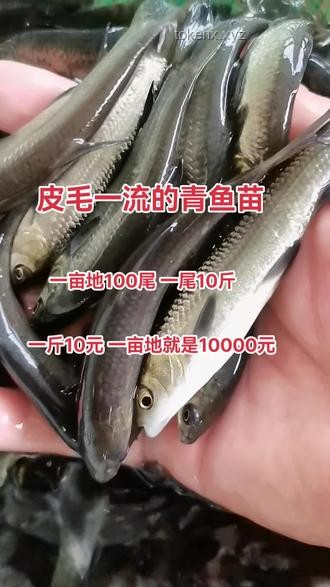 “巨物釣場”背后的青魚養殖與垂釣經濟深度剖析