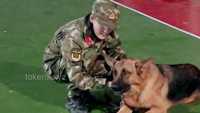 警犬拒絕帶實習生：訓練困境與解決方案研究