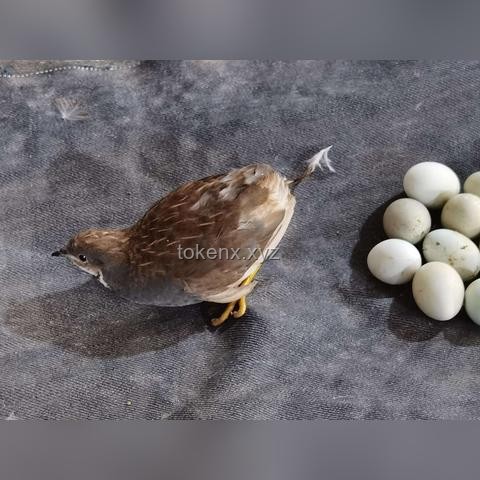 蘆丁雞：迷你寵物的養殖樂趣與挑戰