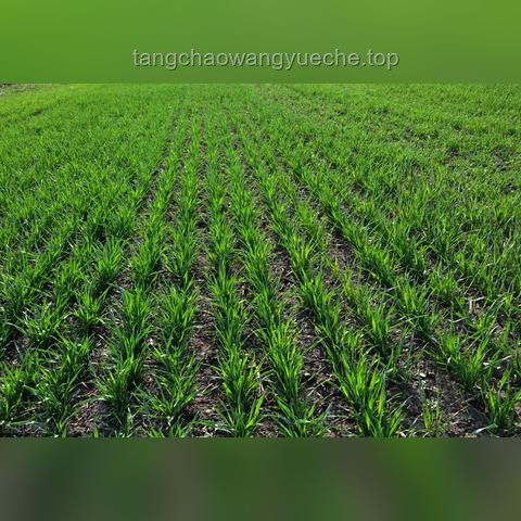 “免保時間縮短，強封策略興起，117領域仍具活力？”——未來趨勢深度剖析