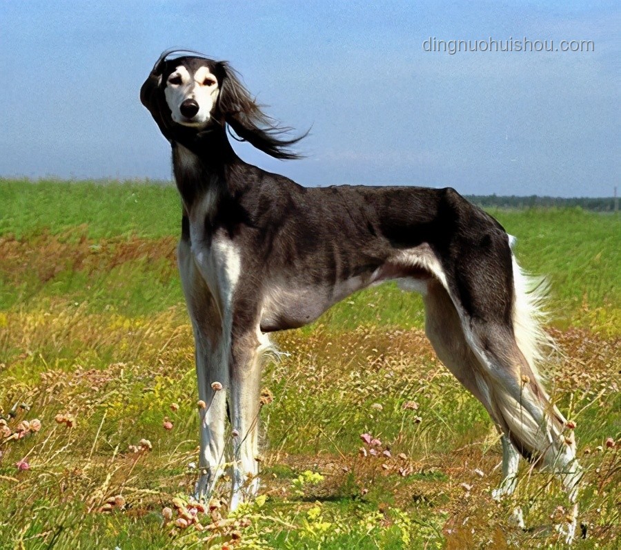 中國下司犬爆火海外：獵犬之王引領(lǐng)行業(yè)新風(fēng)潮 ??, 獵犬, 文化輸出, 寵物經(jīng)濟(jì), 遺傳資源保護(hù)