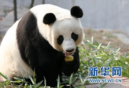 ??【真相大白，創意辟謠——大熊貓集資迷霧背后的創新思維】