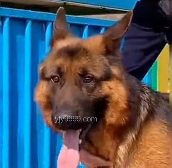 **警犬老將的心聲：帶實習生的那些事兒??**