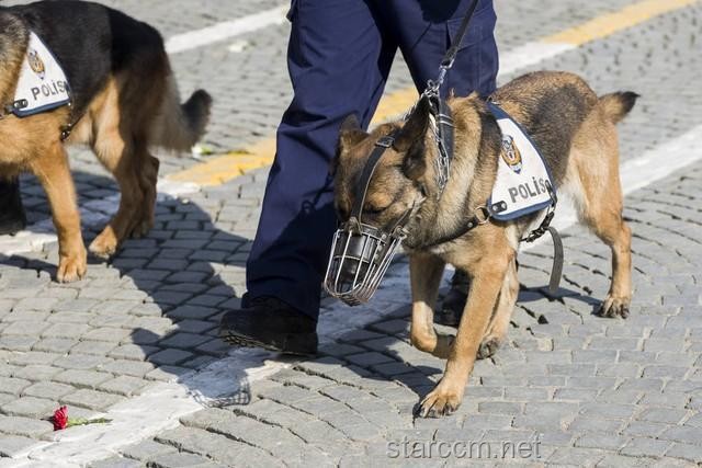 警犬培訓行業的革新挑戰：實習生管理的痛點與突破