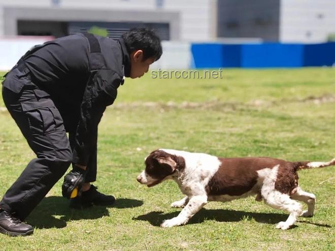 警犬培訓行業的革新挑戰：實習生管理的痛點與突破