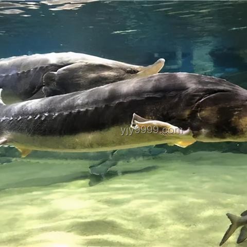 三峽大壩蓄水與魚類生態：長江的“魚類天堂”現狀深度解析