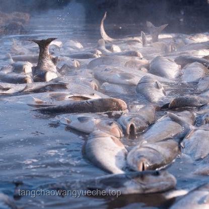 三峽大壩蓄水效應下的魚類天堂：長江生態的變遷與未來