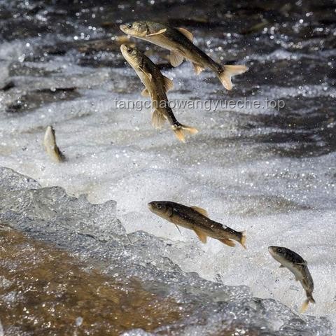 三峽大壩蓄水效應下的魚類天堂：長江生態的變遷與未來