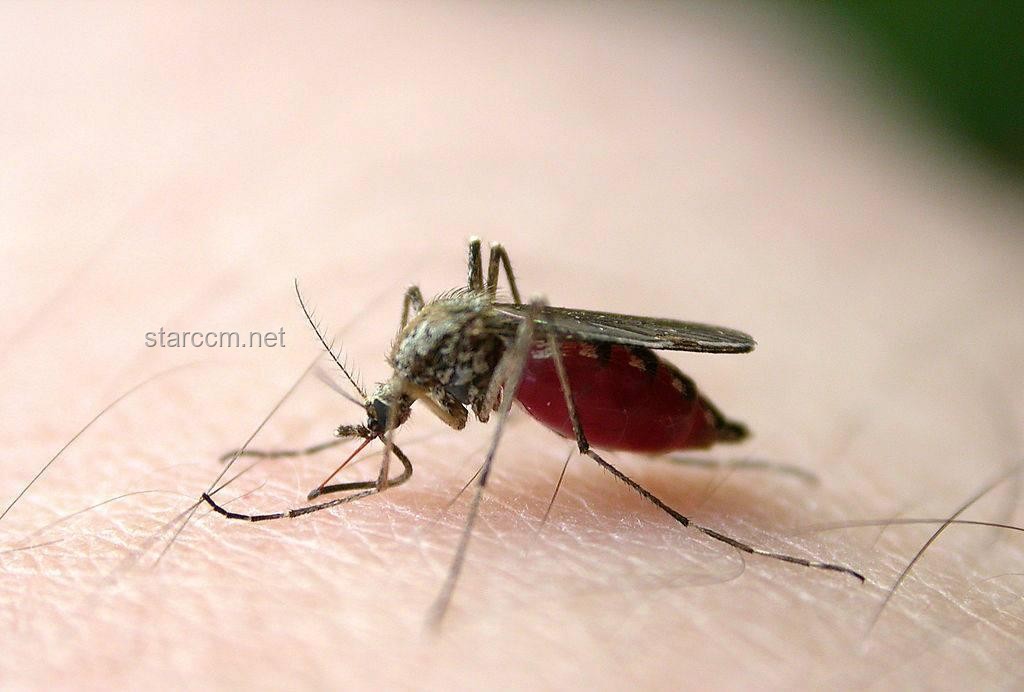 ??蚊子退散！4大奇招速止癢，愿你一生用不上！?