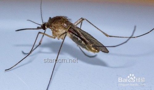 ??蚊子退散！4大奇招速止癢，愿你一生用不上！?