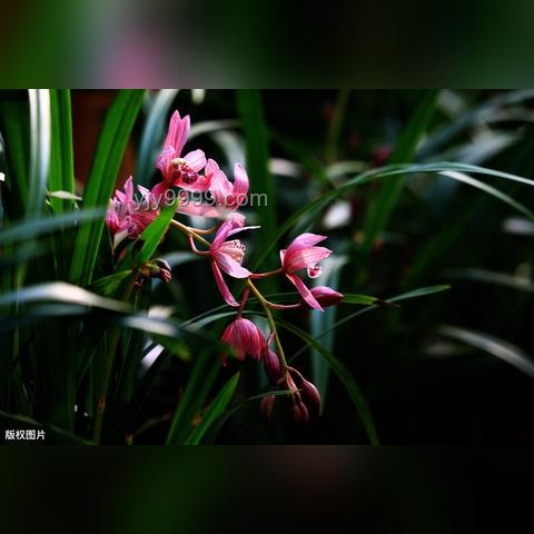 香水：氣味與情緒的交響曲，行業(yè)深度洞察