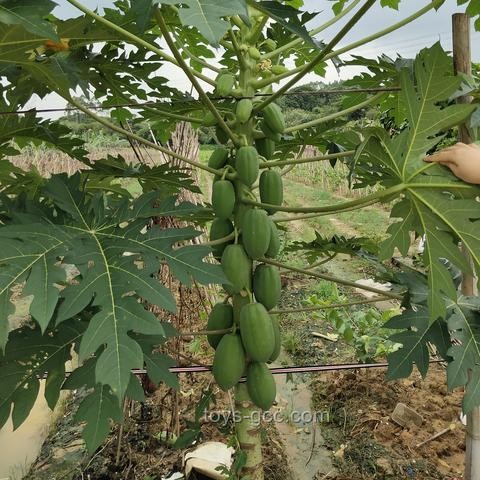 **“熱帶水果自由”時代來臨：價格、品質、供應鏈與消費者體驗的全面對比**