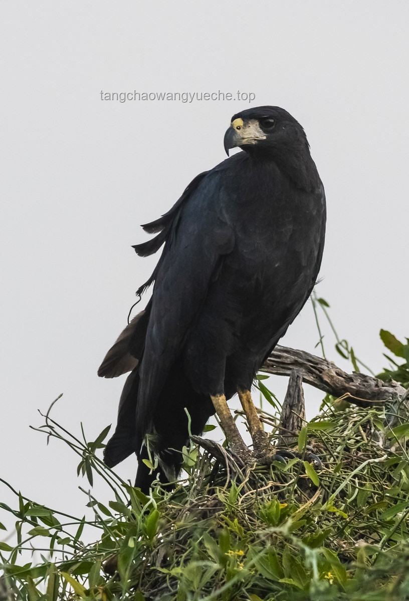 ??反轉認知：烏鴉——益鳥？害鳥？還是生態智慧的使者？