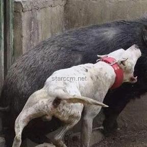 印男子泰國景區摸老虎屁股遭撲咬：安全游覽野生動物區指南