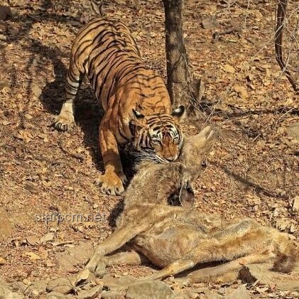 印男子泰國景區摸老虎屁股遭撲咬：安全游覽野生動物區指南