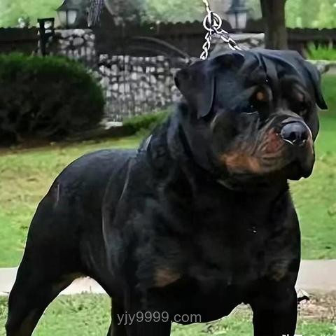 7歲男童遭惡犬撕咬：兒童防犬攻略