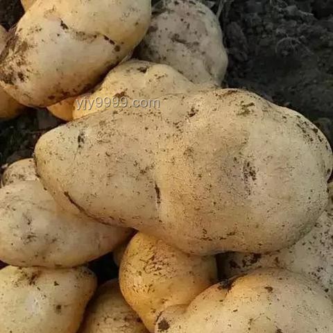 探秘全球餐桌：世界各國主食大揭秘??