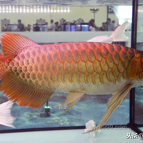 印尼隊(duì)身價(jià)遠(yuǎn)超國(guó)足：多維度對(duì)比分析