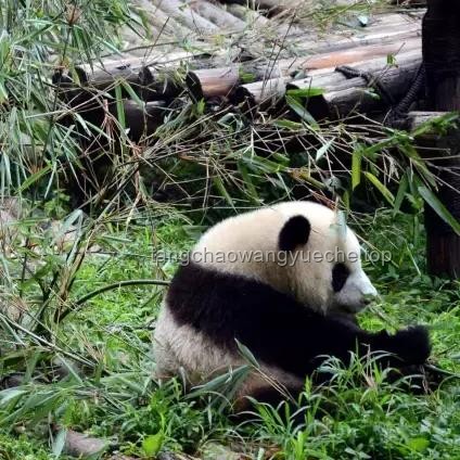 載3000輛汽車輪船太平洋起火應急指南：安全撤離與救援策略