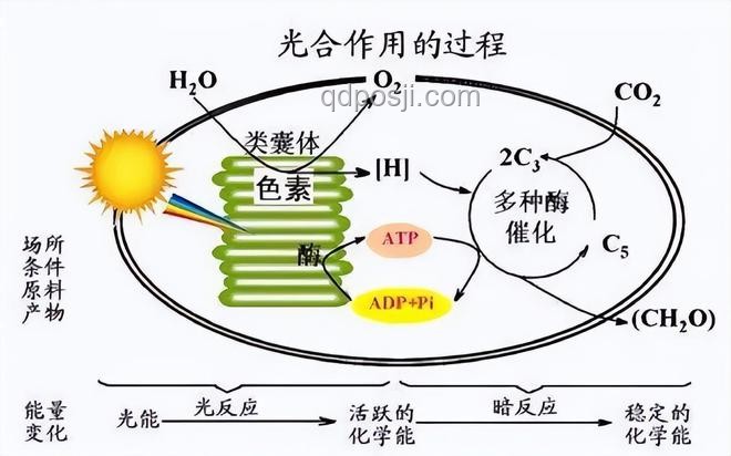 全合成的意義是什么？化學(xué)合成,人工制造,材料科學(xué),藥物研發(fā)