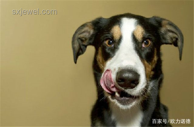 標題：狗吃屎的啟示：人生三大導師教會我的事??