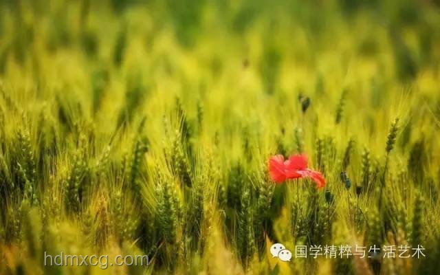 今日芒種，播種創新之種：跨界融合播種未來