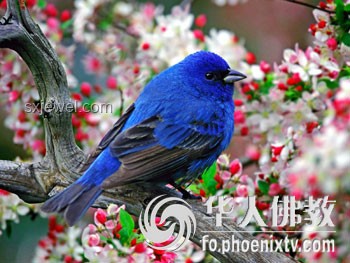 現實版安小鳥與原著角色對比分析